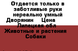 Отдается только в заботливые руки нереально умный Дворянин. › Цена ­ 10 - Липецкая обл. Животные и растения » Собаки   